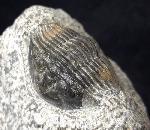 Scabriscutellum hammadi CHATTERTON et al. 2006 - Bild © FossNet FossilienStore
